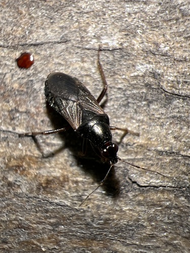Pagasa fuscipennis