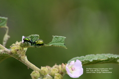 Calligrapha mexicana