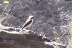 Oenanthe hispanica