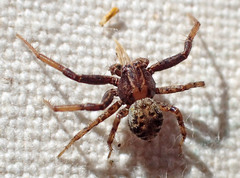 Xysticus californicus