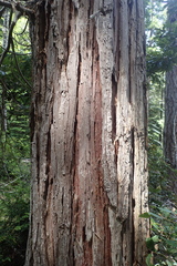 Calocedrus