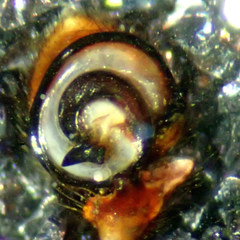 Xysticus californicus