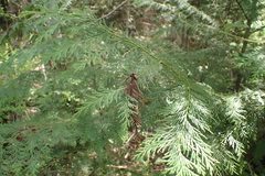 Calocedrus