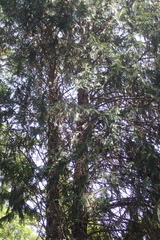 Calocedrus