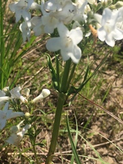 Penstemon tubaeflorus