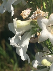 Penstemon tubaeflorus