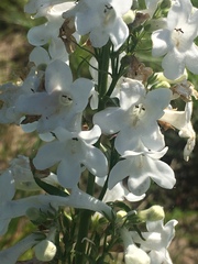 Penstemon tubaeflorus