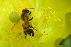 Apis mellifera
