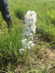 Penstemon tubaeflorus