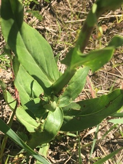 Penstemon tubaeflorus