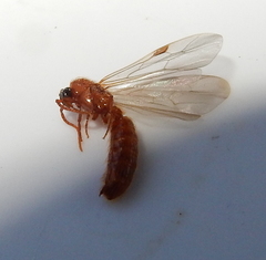 Dorylinae