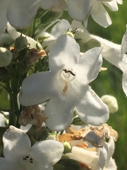 Penstemon tubaeflorus