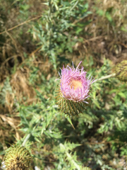 Cirsium undulatum