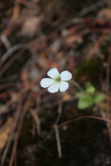 Pinguicula mirandae