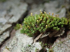 Ulota crispula