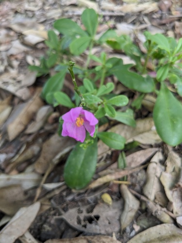 Talinum fruticosum