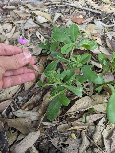 Talinum fruticosum