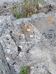 Dalmatolacerta oxycephala