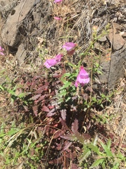 Penstemon richardsonii