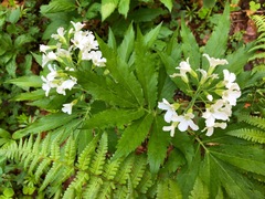 Cardamine heptaphylla