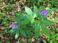 Cardamine pentaphyllos