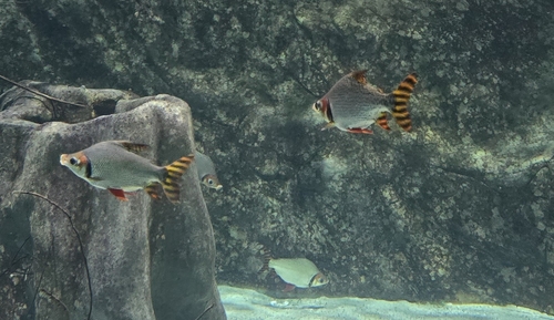 Vlagstaart-prochilodus (Semaprochilodus taeniurus) — Prochilodontidae — 5