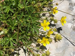 Potentilla crantzii