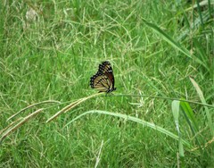 Limenitis archippus watsoni
