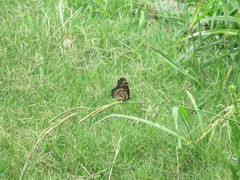 Limenitis archippus watsoni