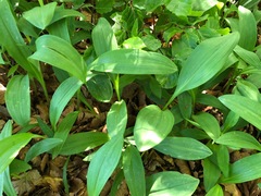 Allium victorialis