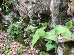 Veronica urticifolia
