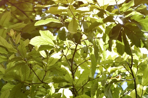 Quercus obtusata