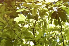 Quercus obtusata