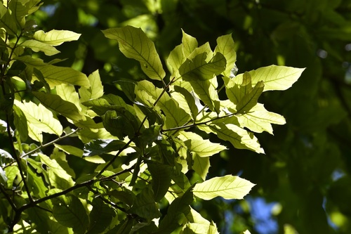 Quercus obtusata, photograph 1