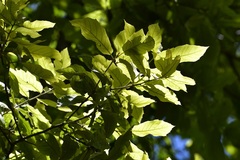 Quercus obtusata, photograph (c) Neptalí Ramírez Marcial, some rights reserved (CC BY)