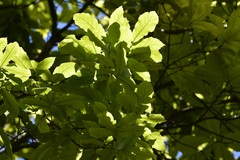 Quercus obtusata, photograph (c) Neptalí Ramírez Marcial, some rights reserved (CC BY)