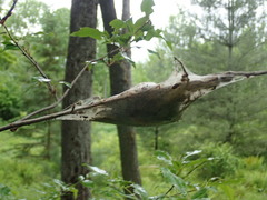 Malacosoma americana