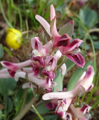 Corydalis ledebouriana