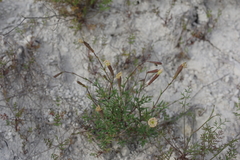 Silene cretacea