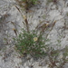 Silene cretacea - Photo (c) Сергей Дудов, algunos derechos reservados (CC BY-NC), subido por Сергей Дудов