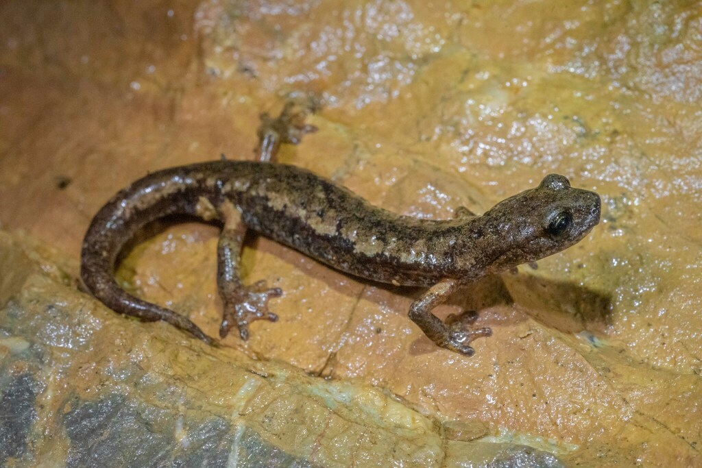 Ambrosi's Cave Salamander