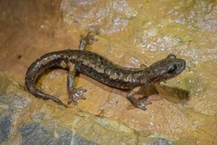 Ambrosi's Cave Salamander photo 1