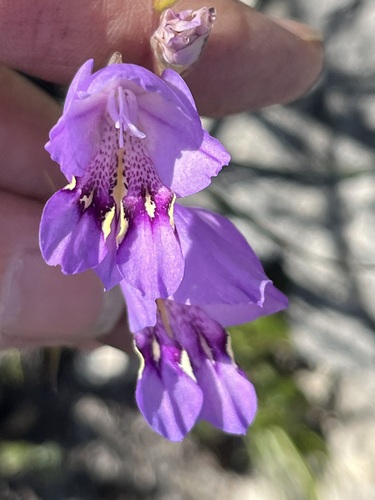 Image of Riversdale Bluebell (Gladiolus rogersii) by (c) Charleen Brunke, some rights reserved (CC BY)