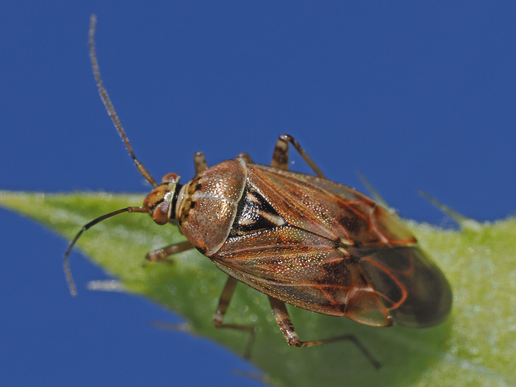 Lygus wagneri