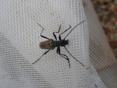 Anthophylax attenuatus