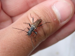 Anthophylax attenuatus