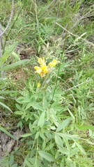 Thermopsis montana