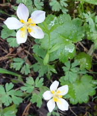 Isopyrum anemonoides