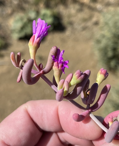 Solitary Brightfig (Malephoropsis uniflora)