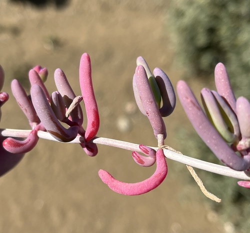 Image of Malephoropsis uniflora by (c) Dave U, some rights reserved (CC BY-SA)